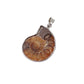 Ammonite Necklace